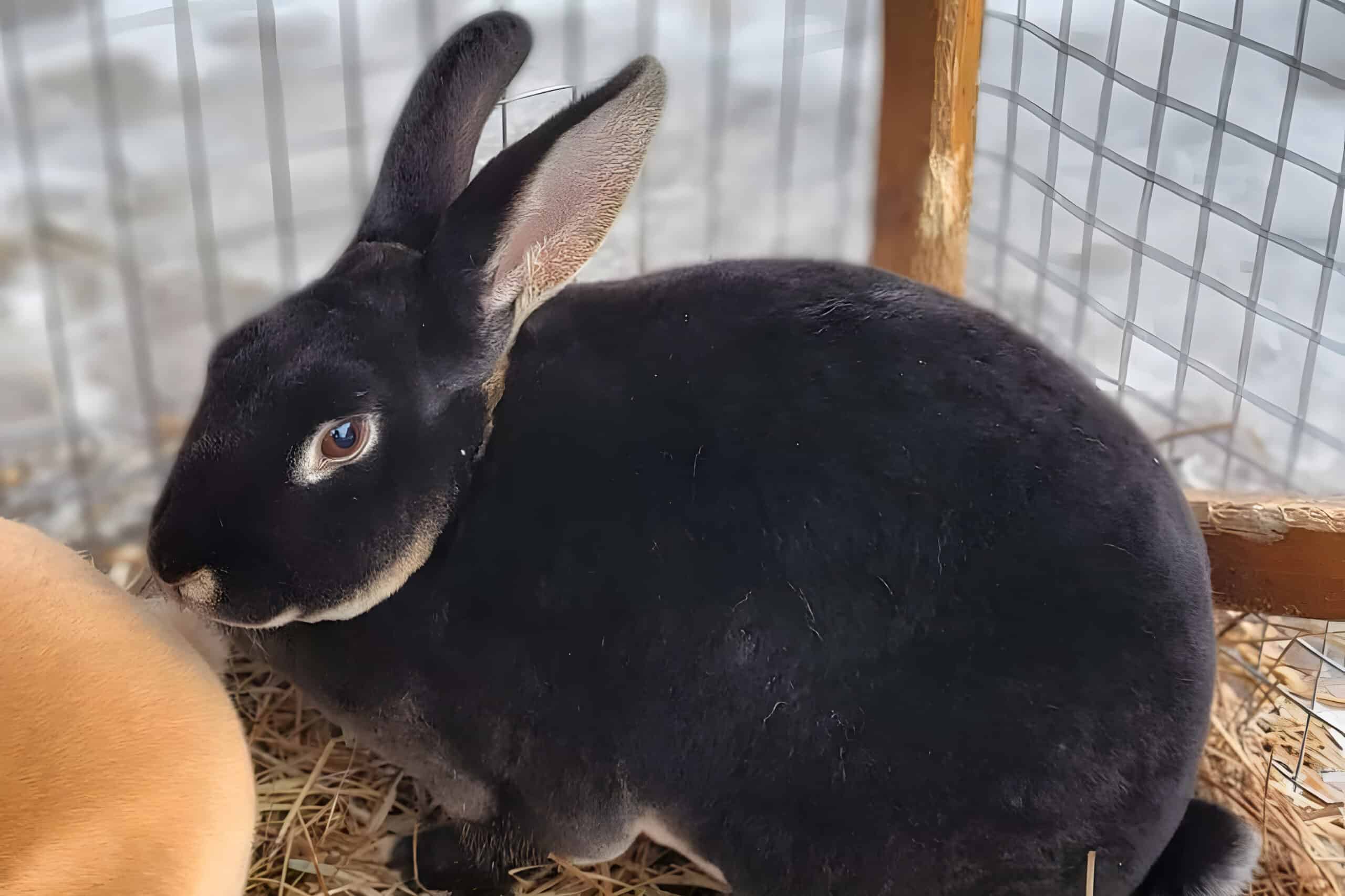 Rabbit Hutch