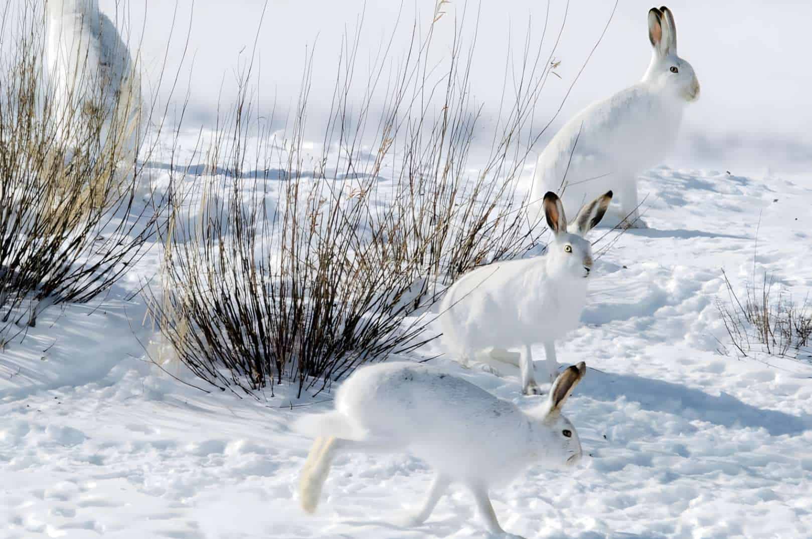 Rabbit Preparation For The Winter