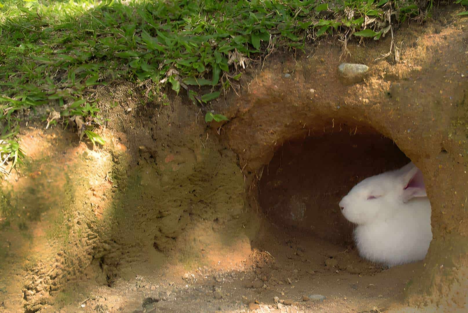 Rabbits and Their Quest for Safety