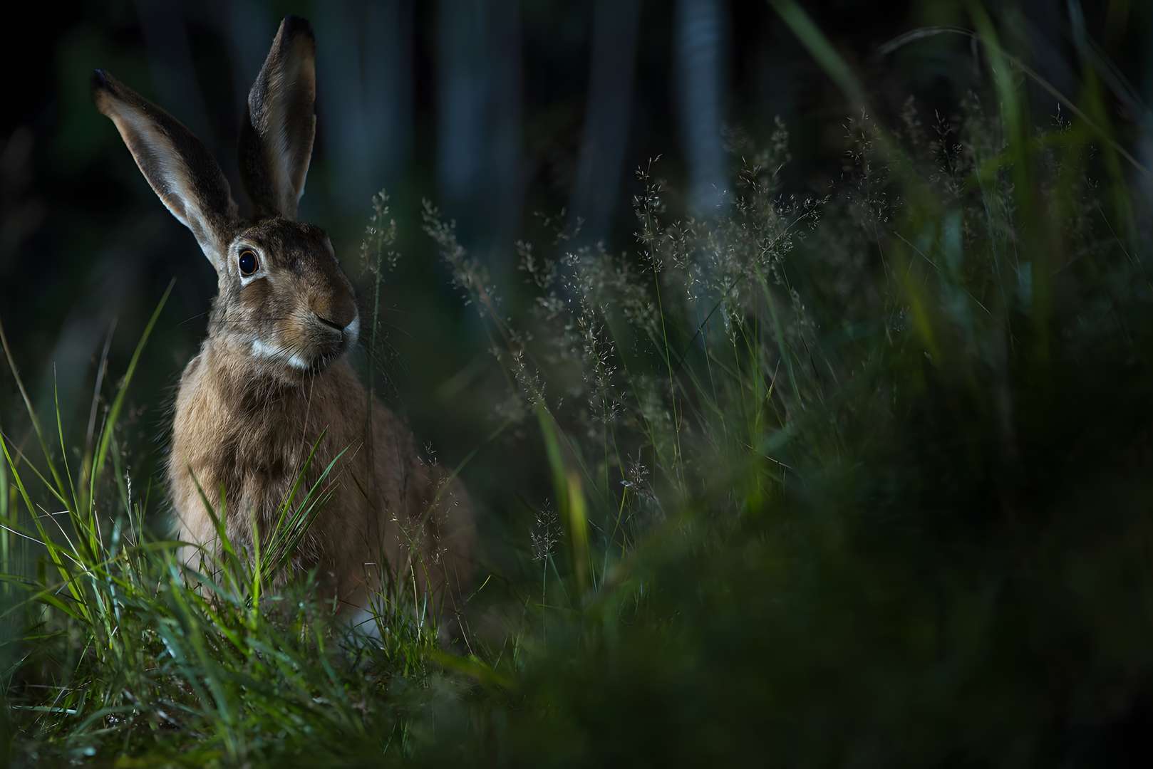 Rabbits as crepuscular animals