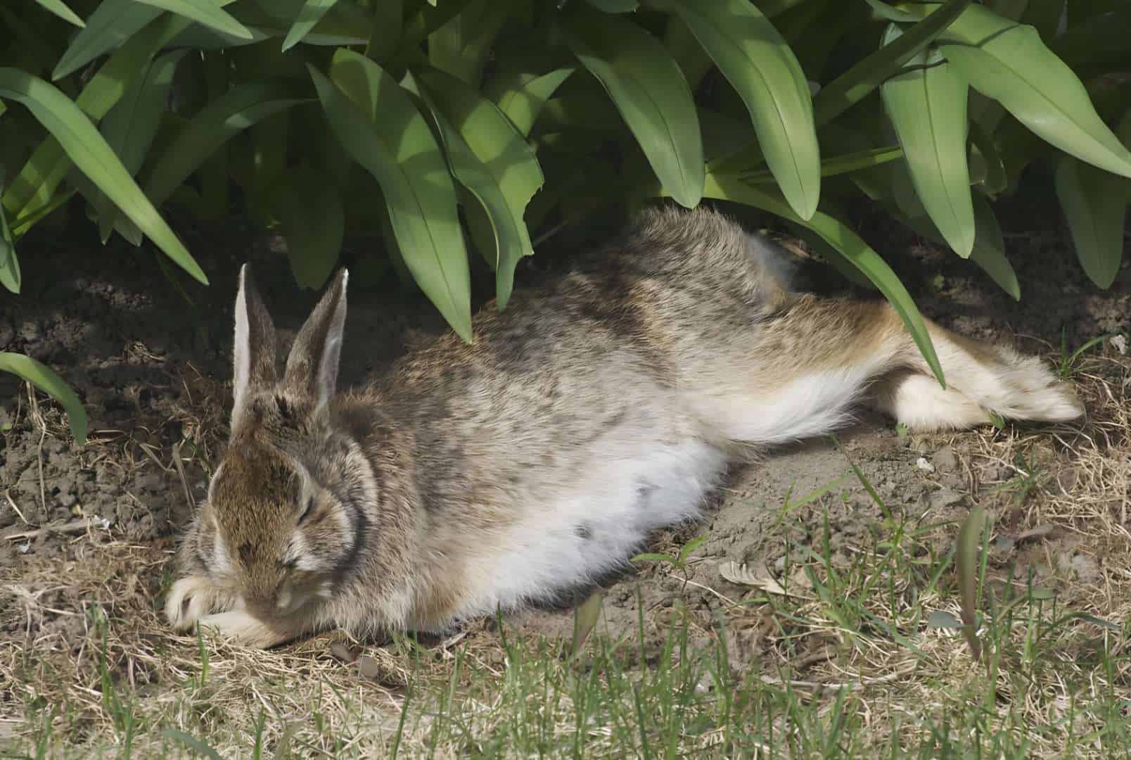 Rabbit’s sleeping patterns and behaviors