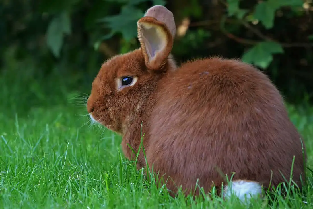 Red rabbit