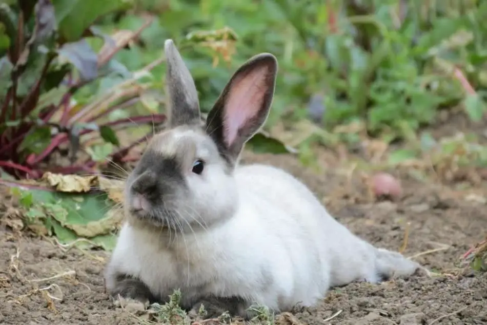 Siamese rabbit