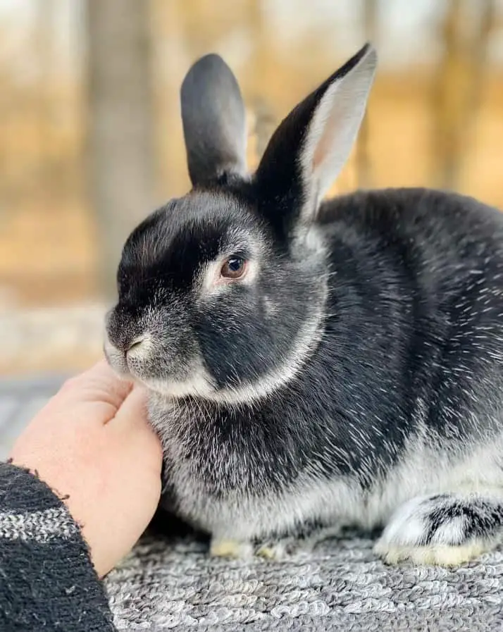 Silver Marten rabbit