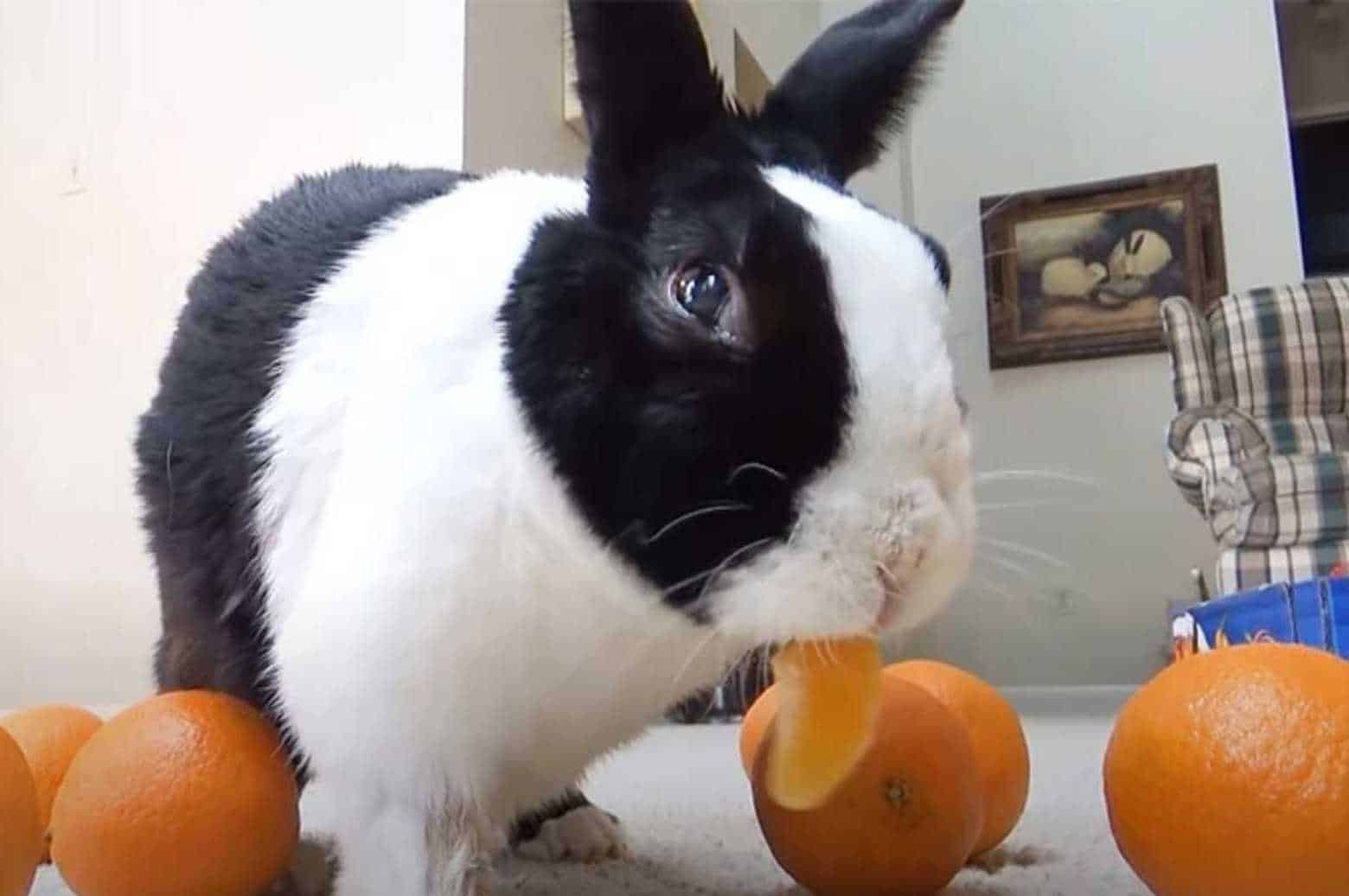 can rabbits eat tangerines