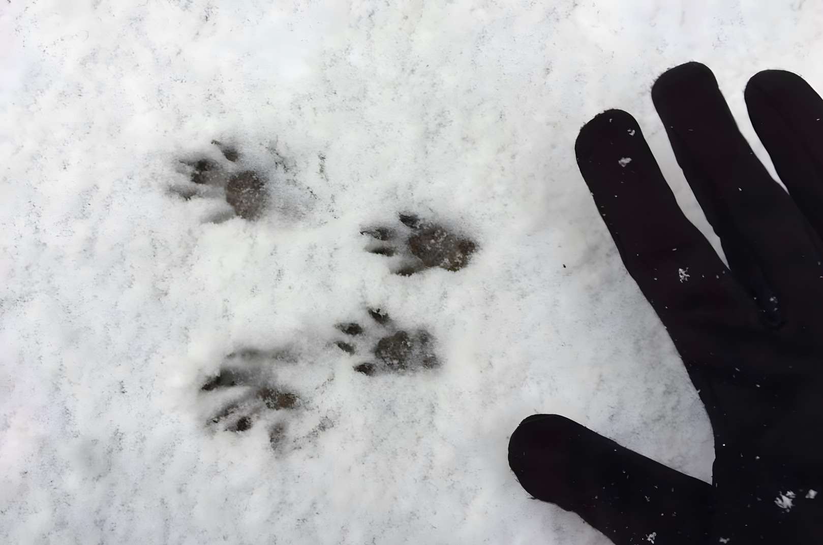 Squirrel Tracks