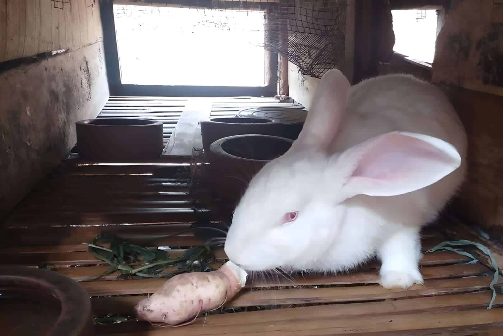 Sweet Potatoes and Rabbit Health