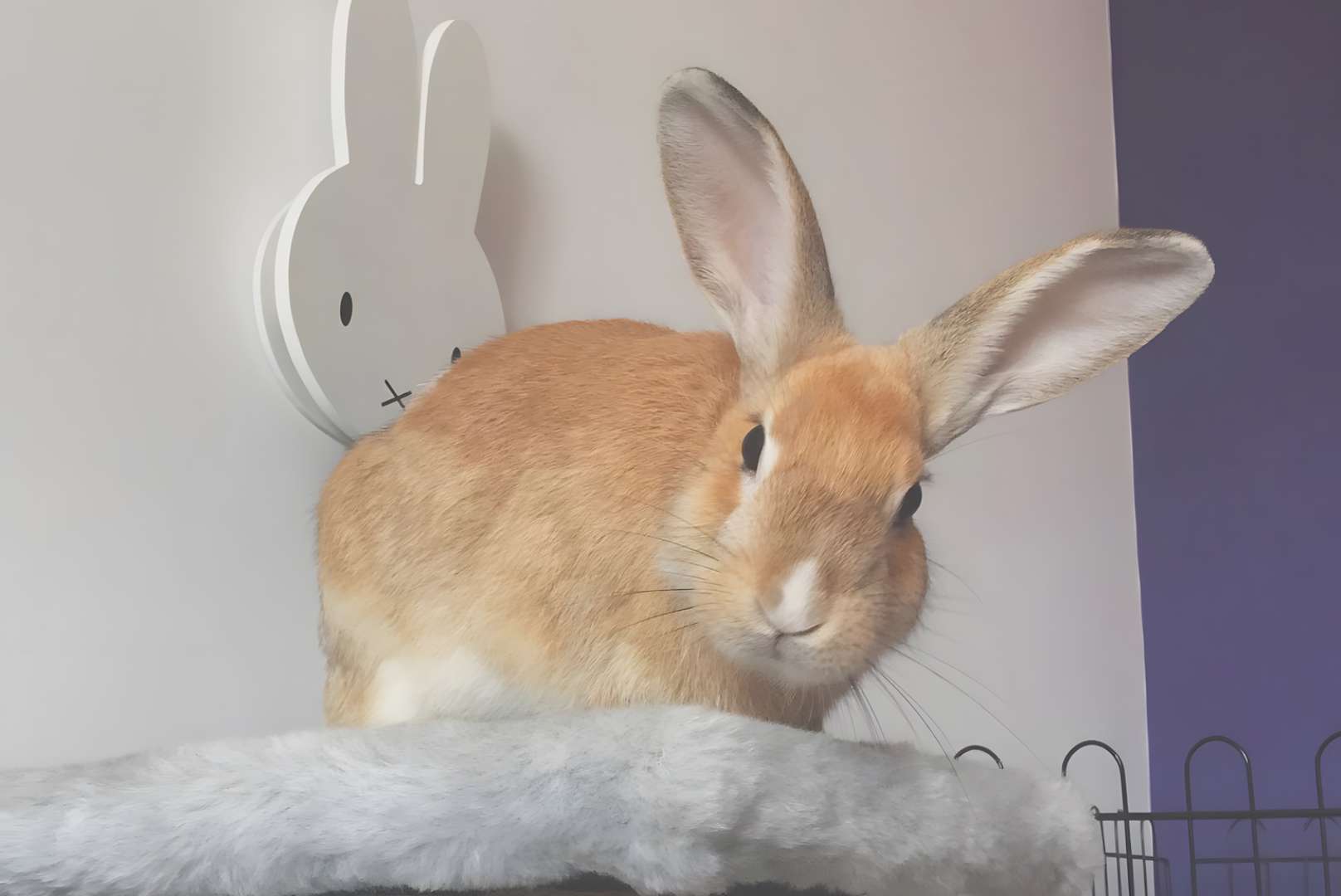 Taking Care of New Zealand Rabbits