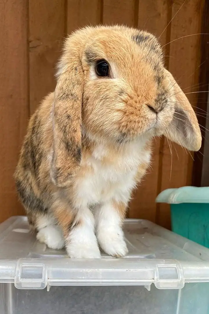 Tortoiseshell rabbit