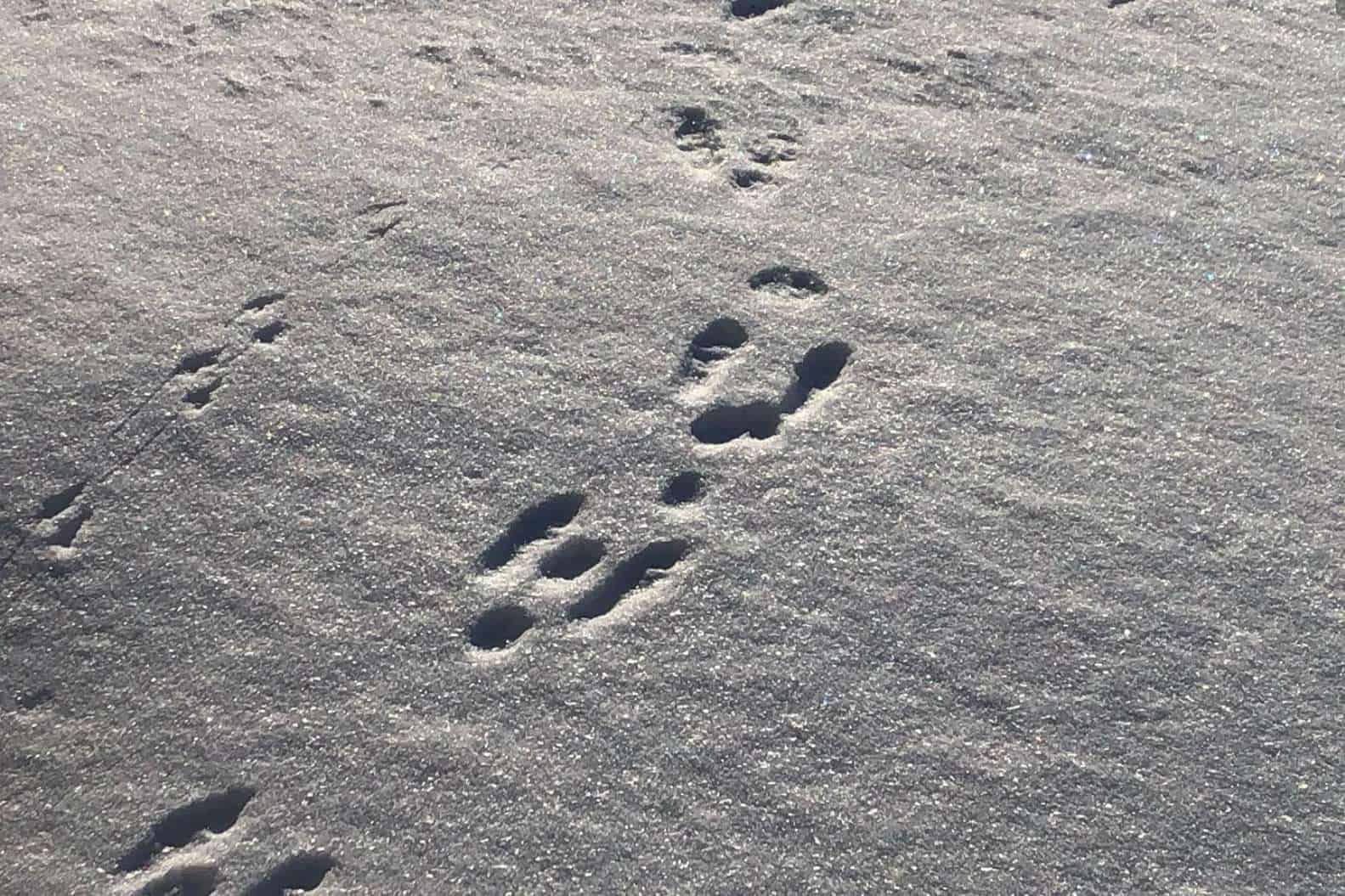 Tracks In The Snow