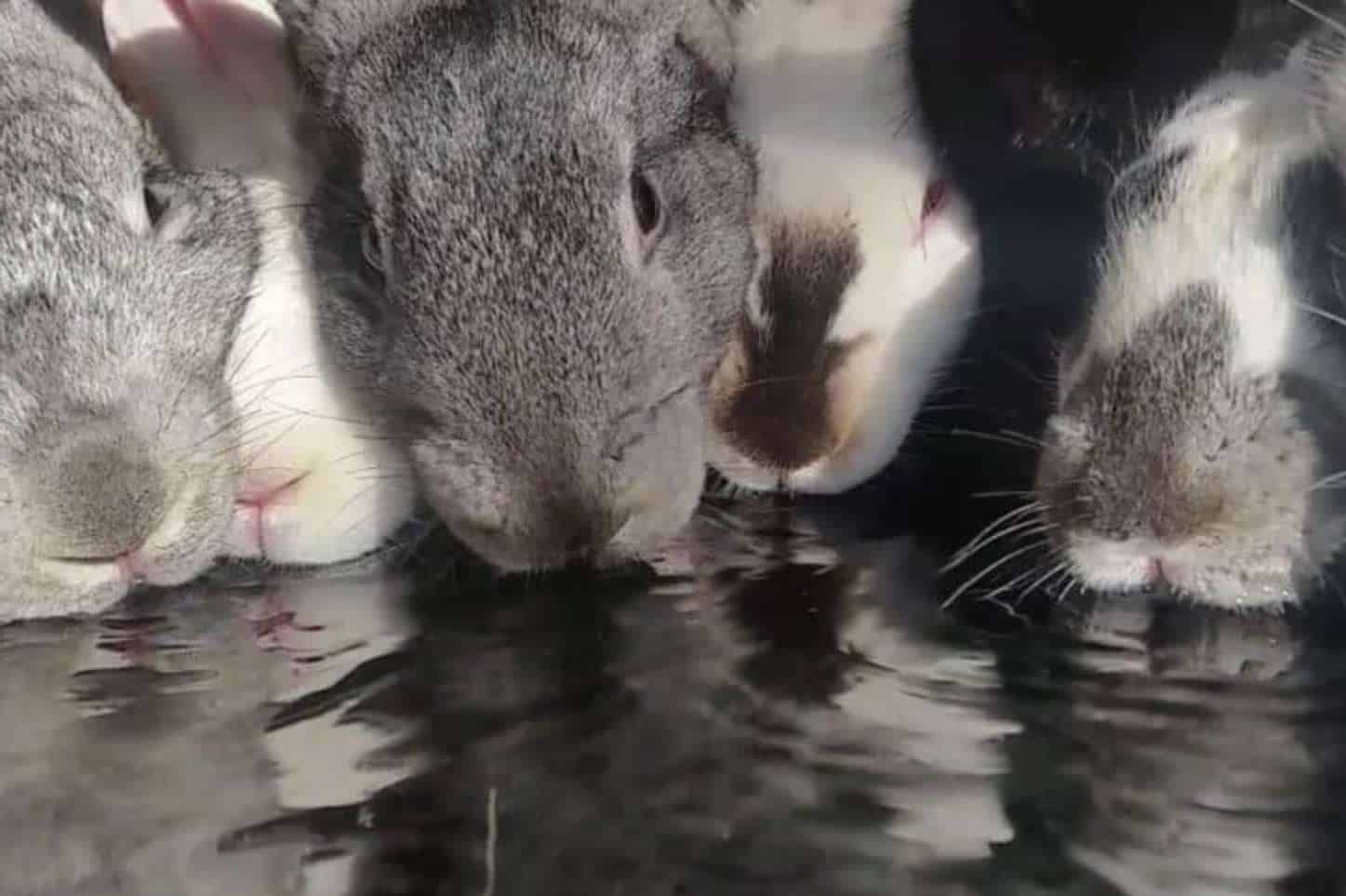 Water as a vital nutrient for rabbits