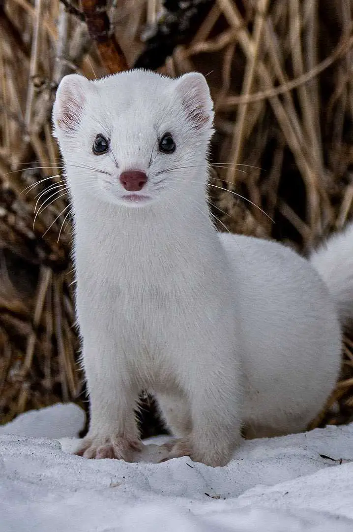 Weasel