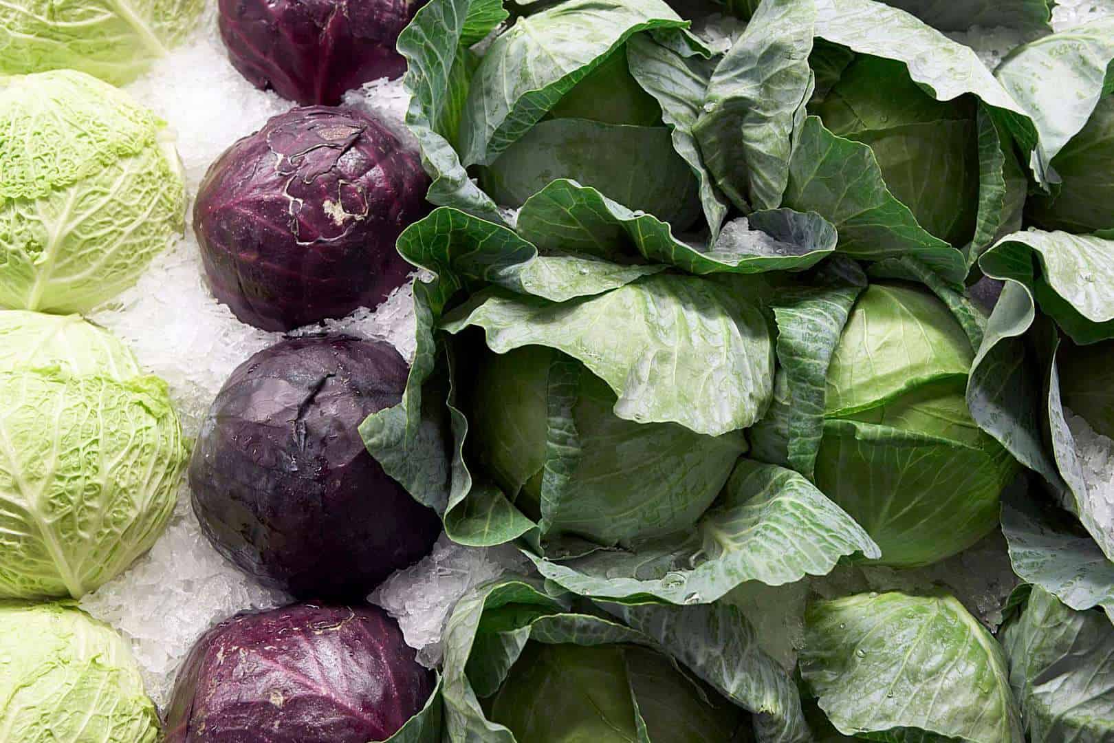 What Type of Cabbage Should You Feed to Rabbits