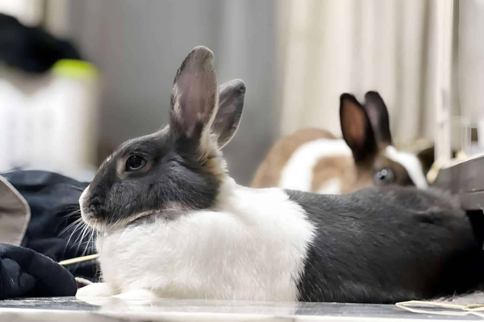 What are the signs that a rabbit is ready for neutering