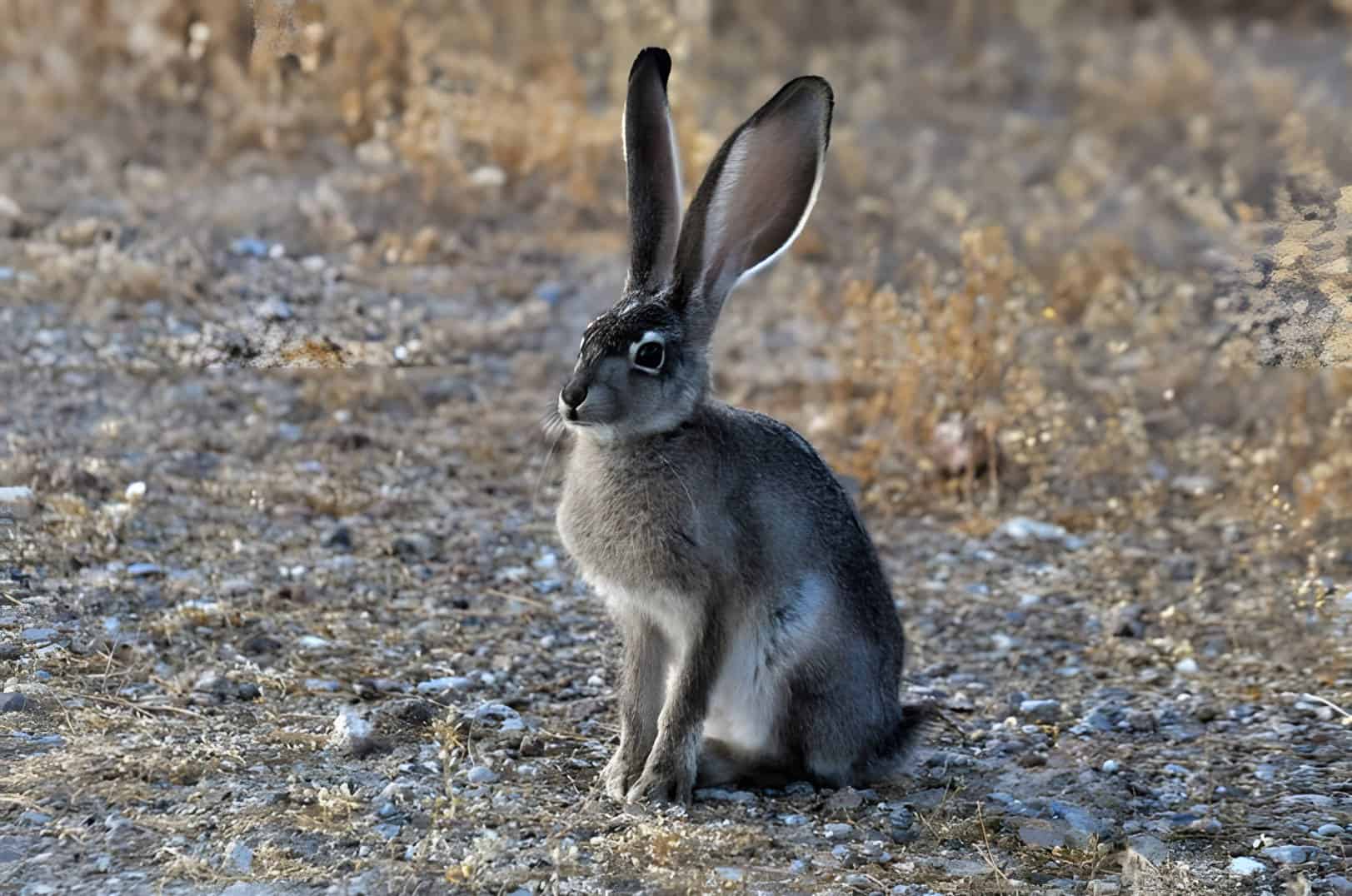 What is a Jackrabbit