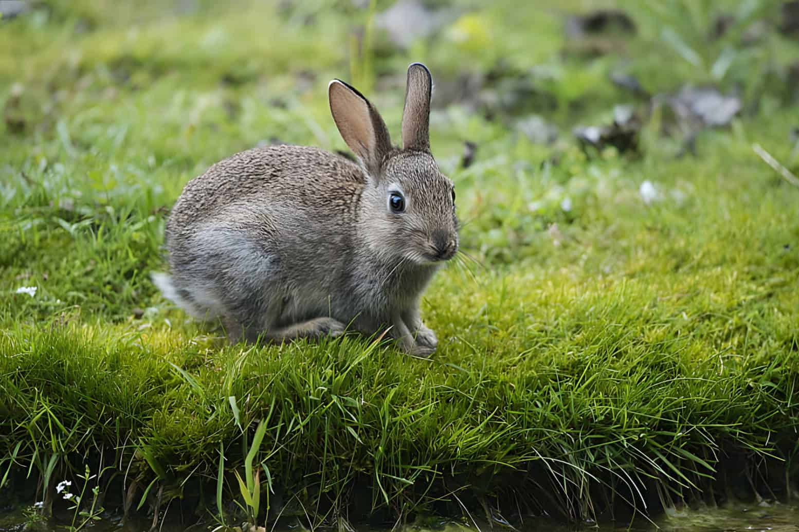 What is a Rabbit