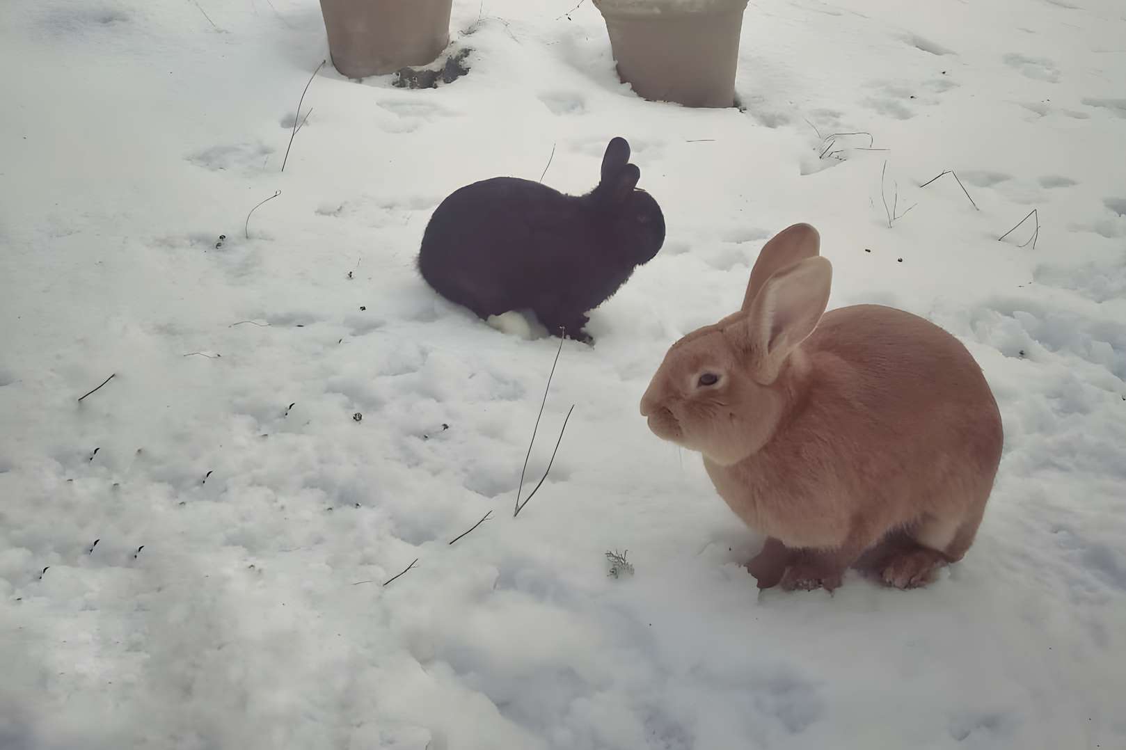 Where Do Rabbits Go In The Winter