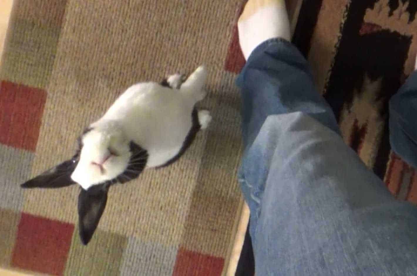 aggressive rabbit body language