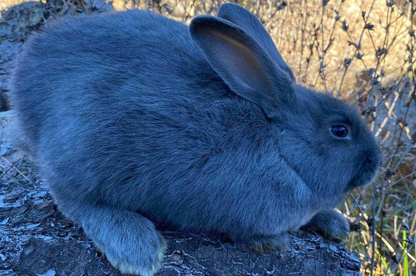 american rabbit colors