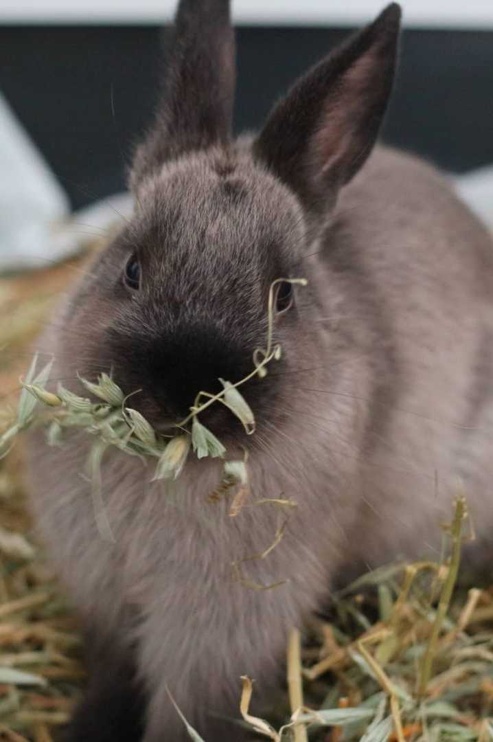 american sable bunny