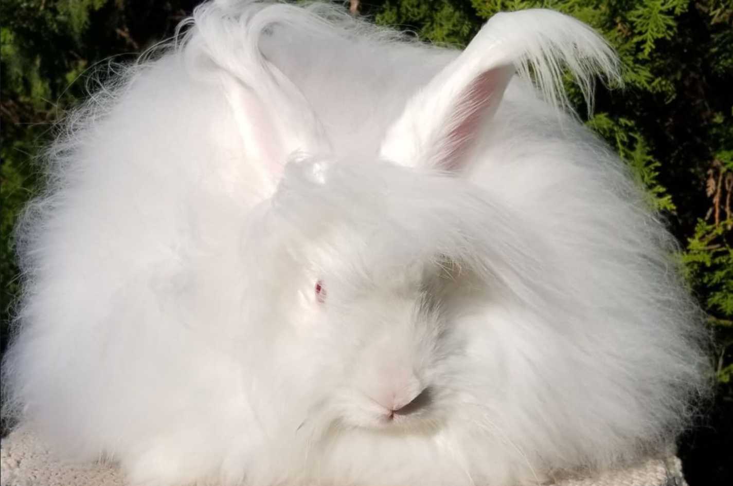 angora giant rabbit