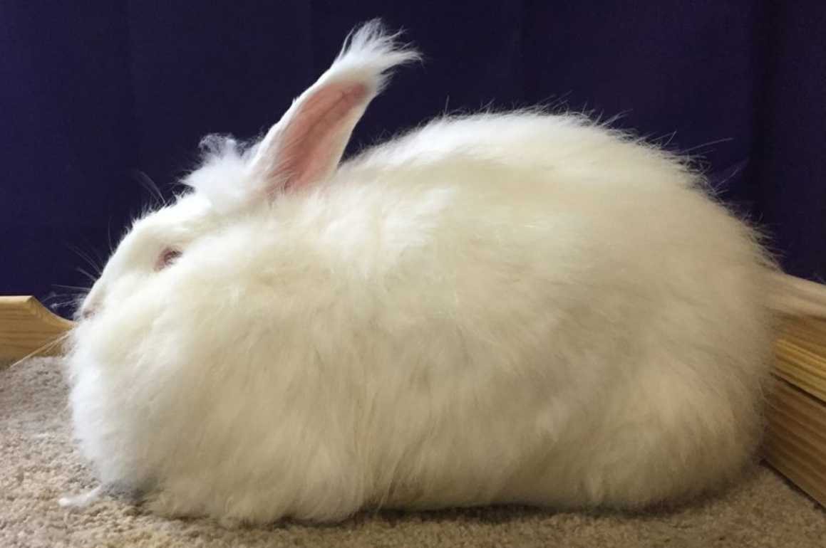 angora giant rabbits