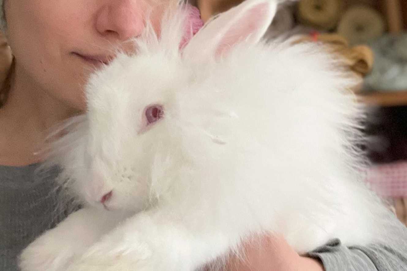 angora rabbit fiber