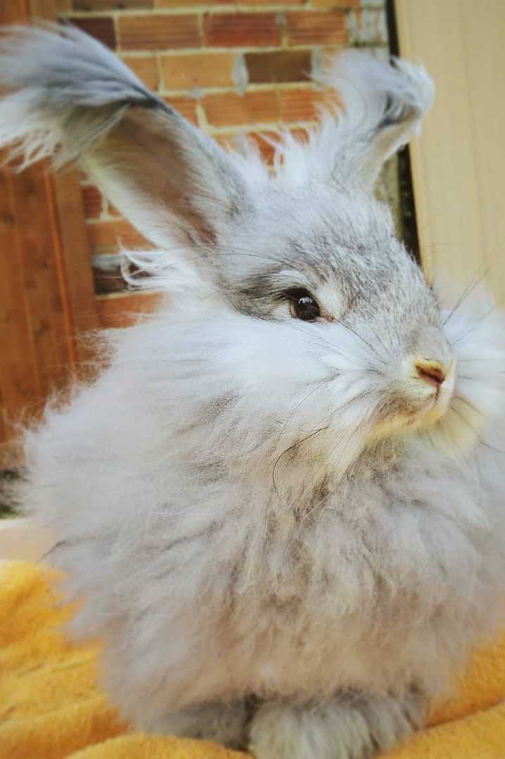 angora rabbit price