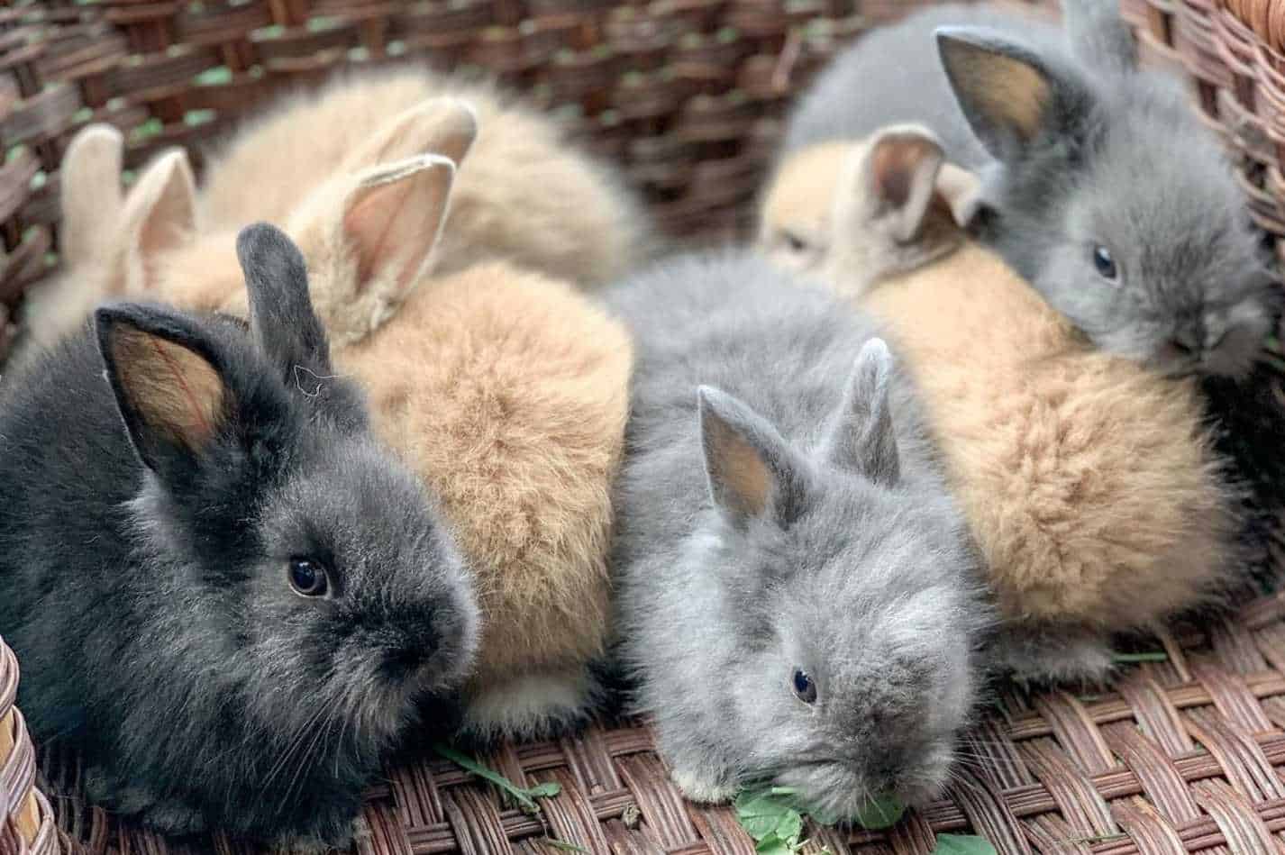 angora rabbit prices