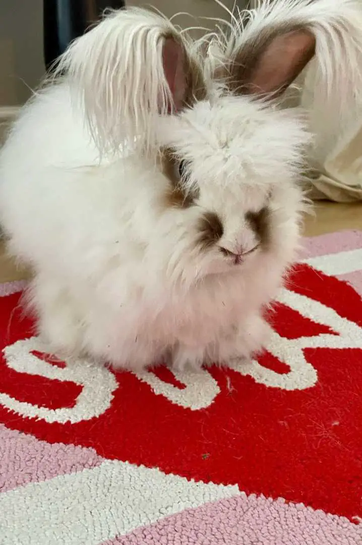 angora rabbit wool