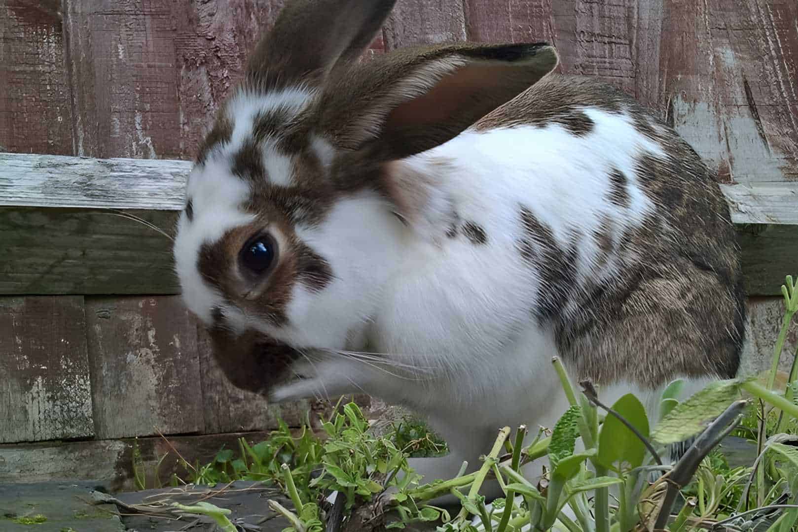 are female bunnies bigger than male