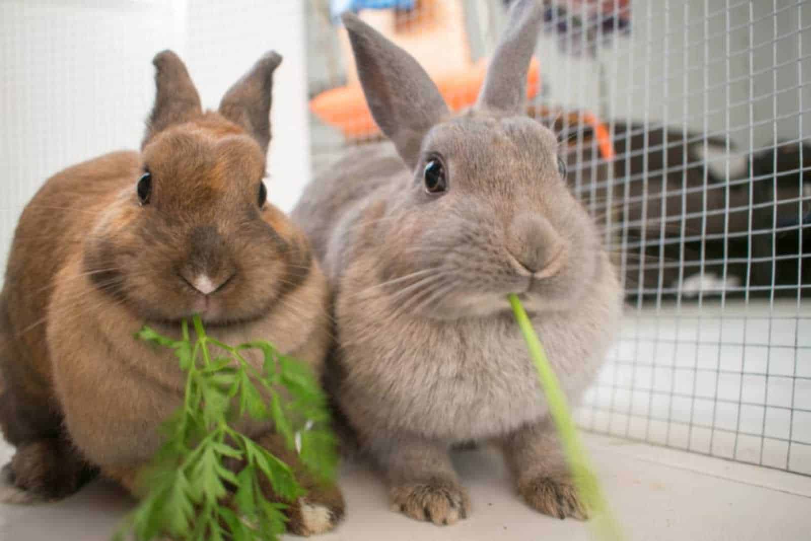 are male bunnies smaller than females