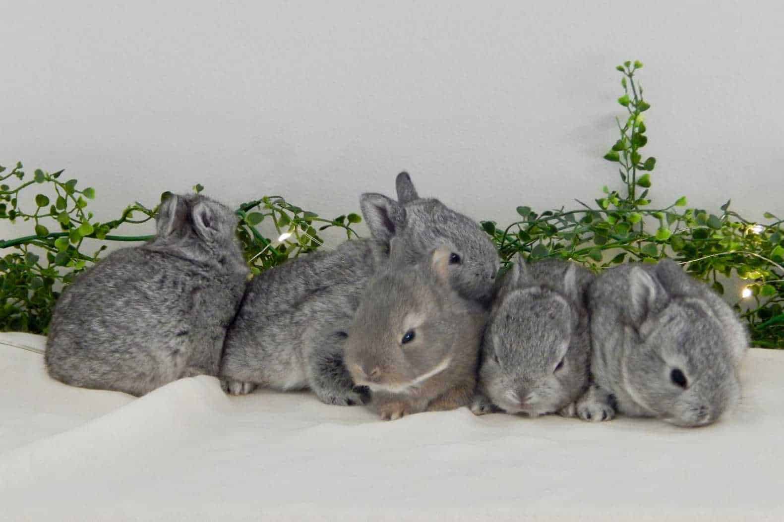 baby bunny care