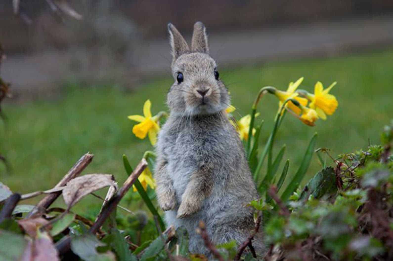 best way to keep rabbits out of garden