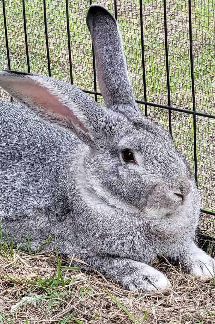 big chinchilla