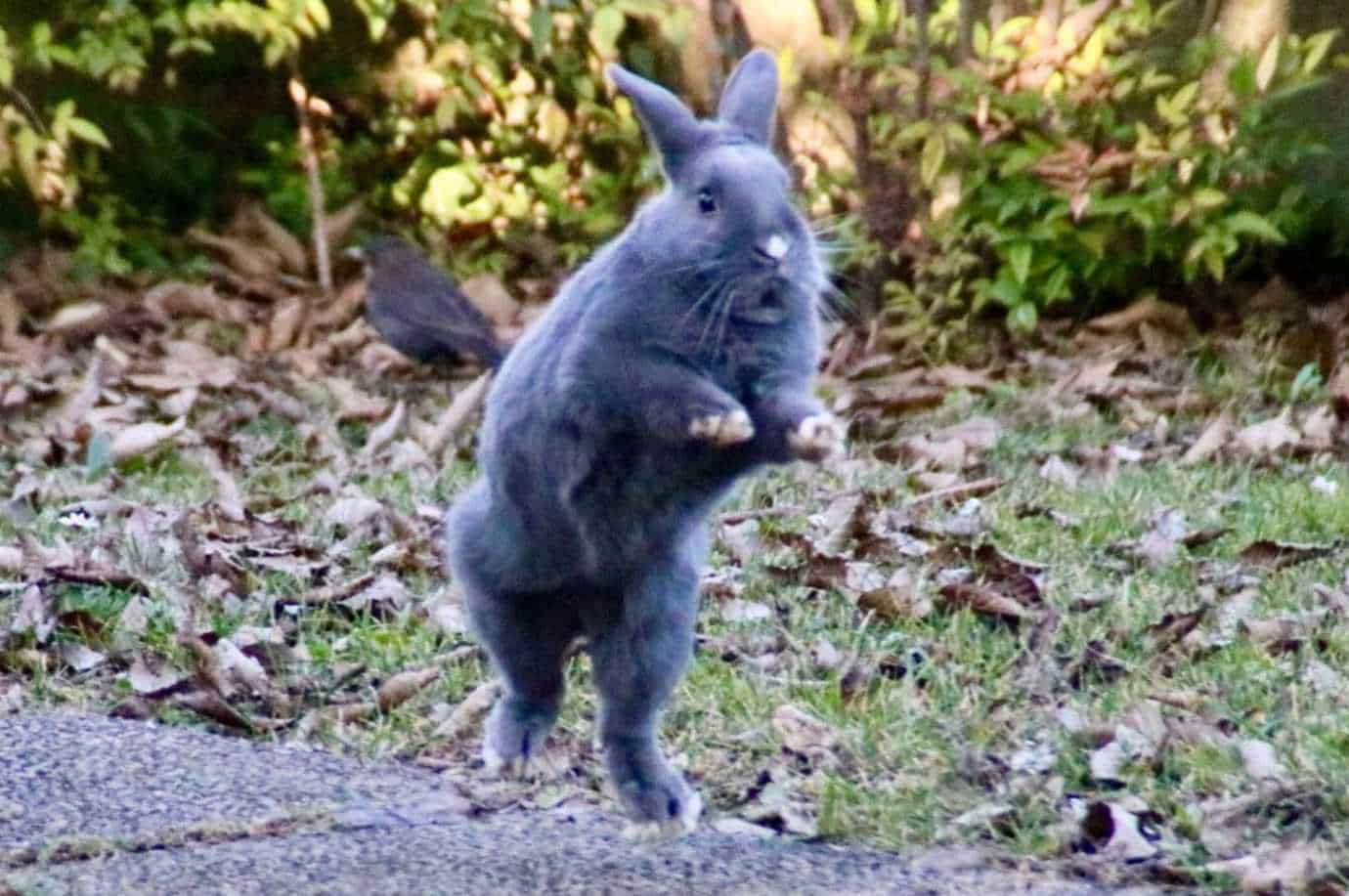 binky rabbit