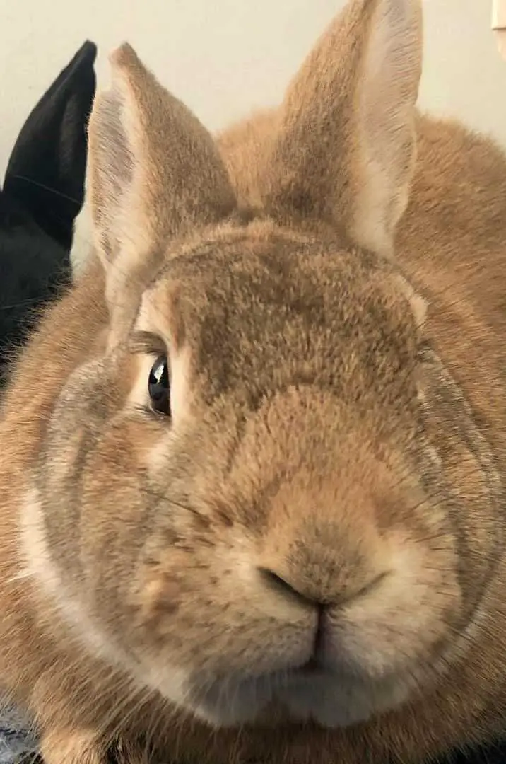 black and brown rabbit