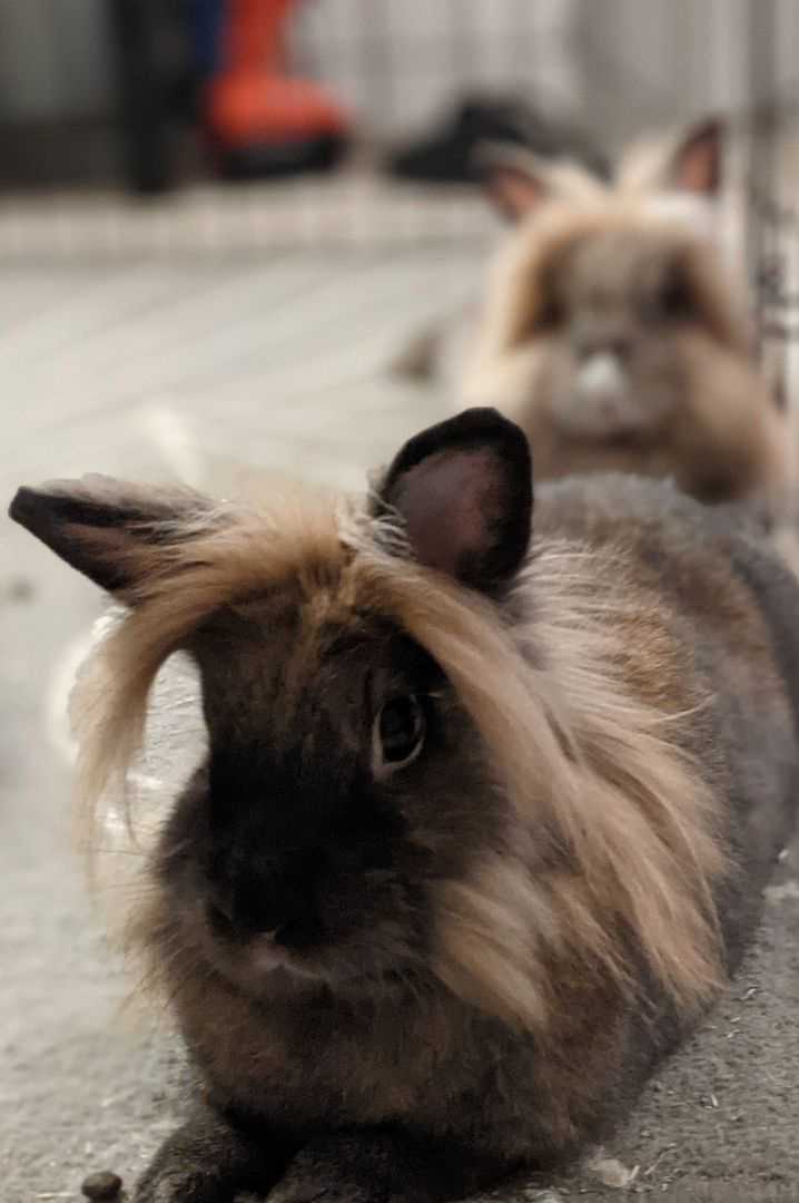 black and white bunnies