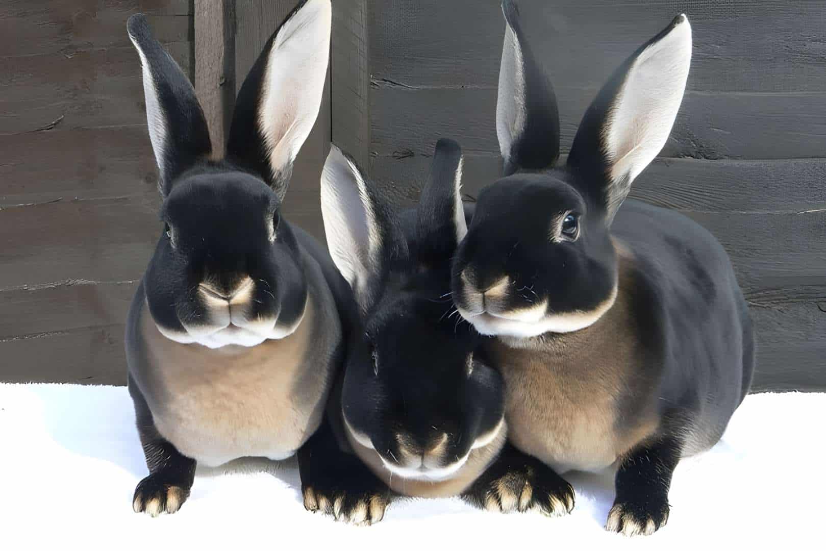 black otter rex rabbits