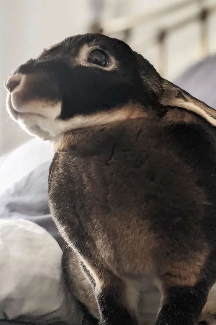 black rex bunny