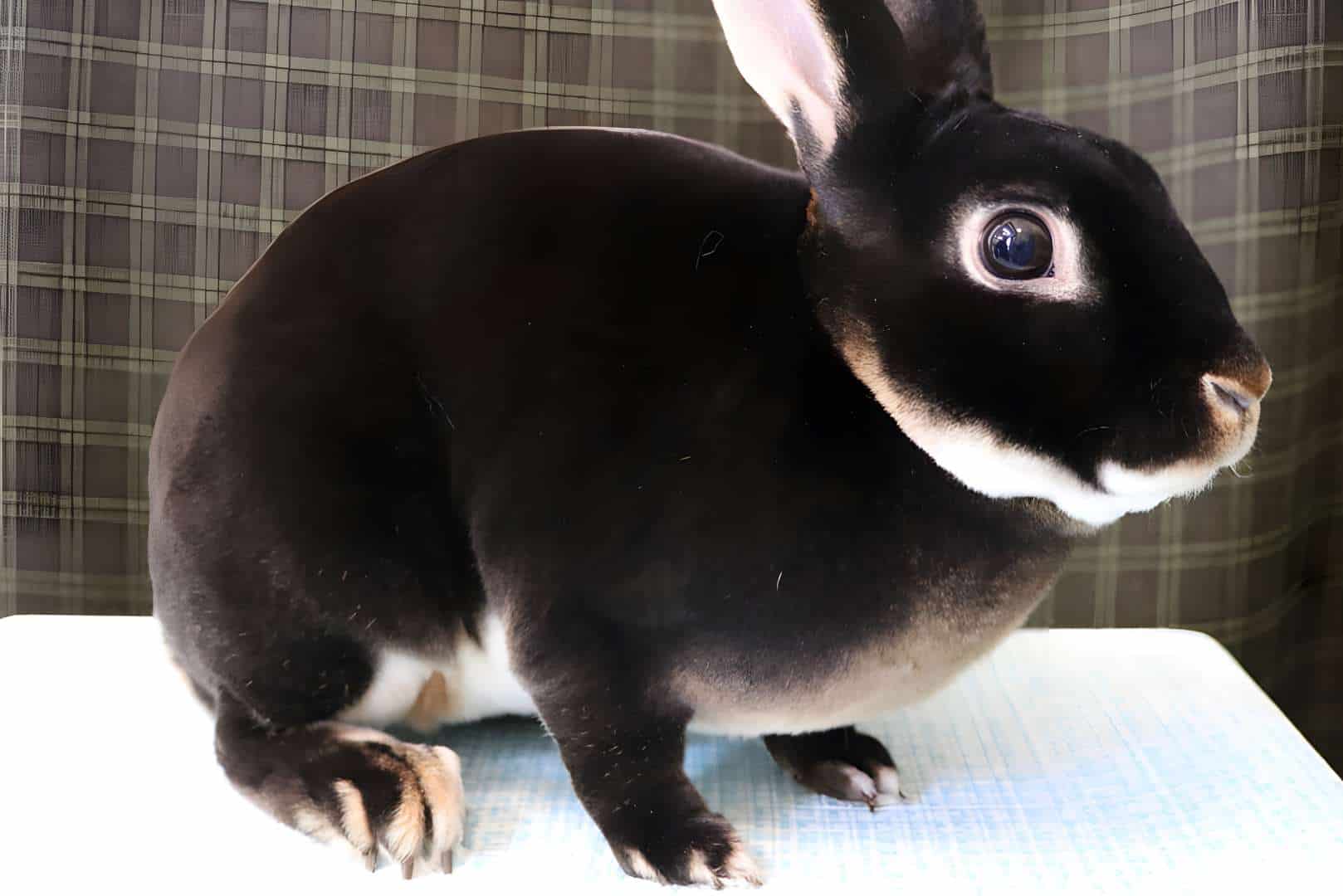 black rex rabbit