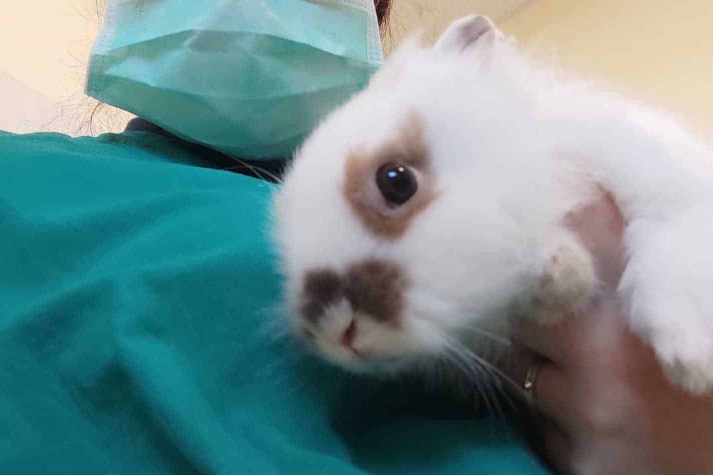 blue himalayan rabbit