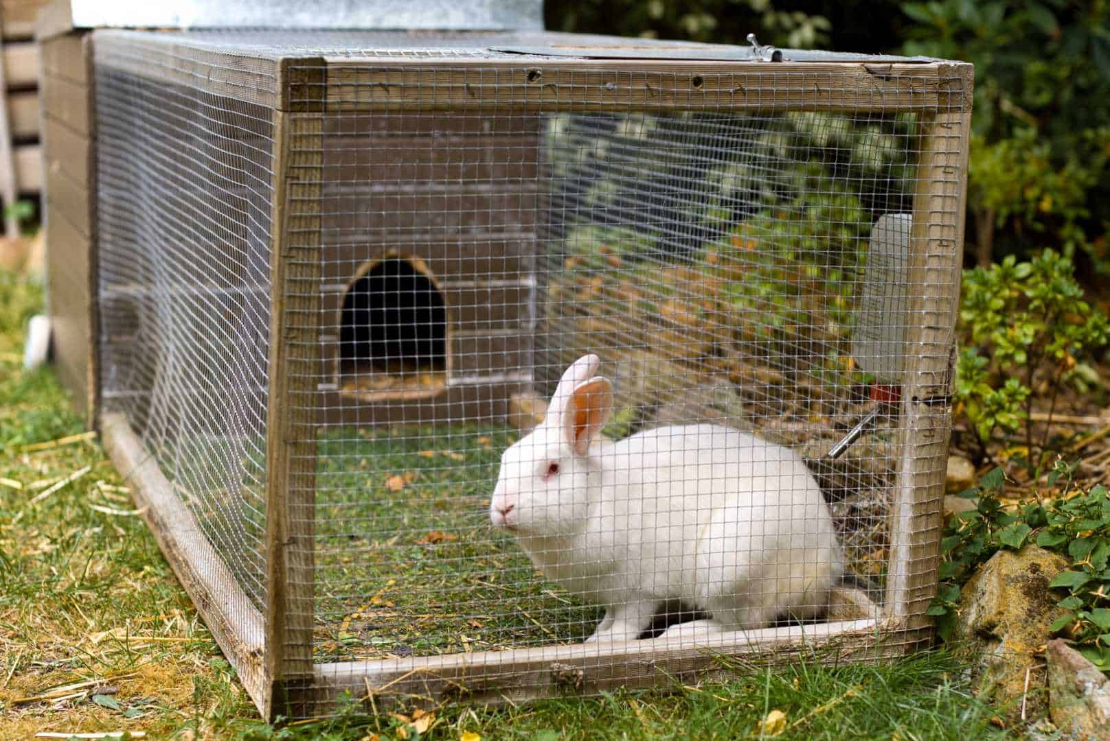 breeding rabbits