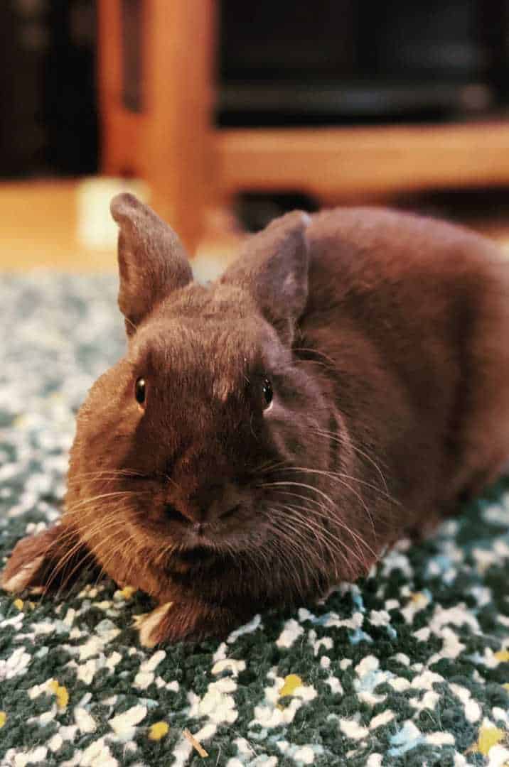 brown and white bunny