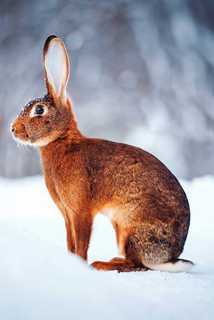 brown bunny rabbit