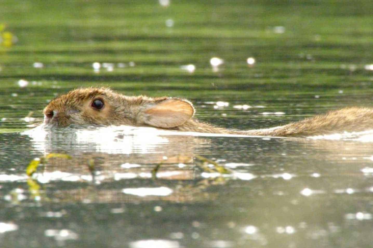 bunnies swimming