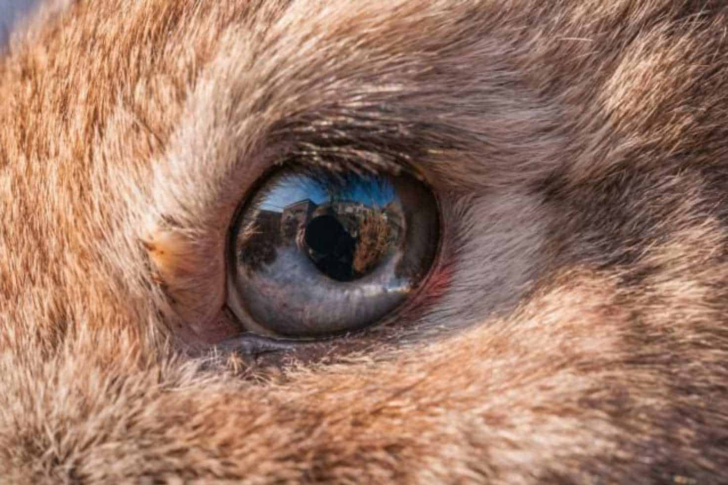 bunny eye infection