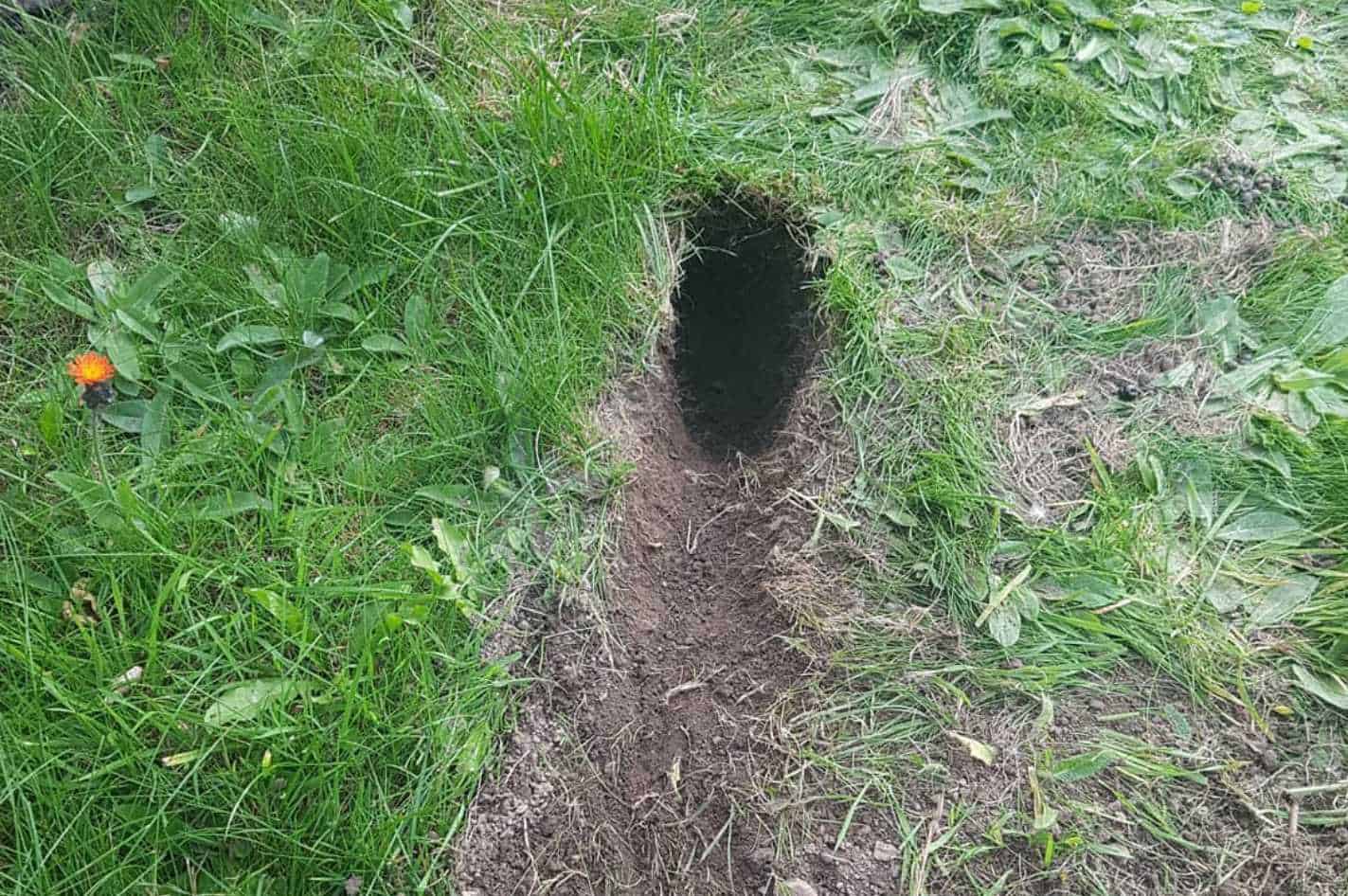 bunny holes