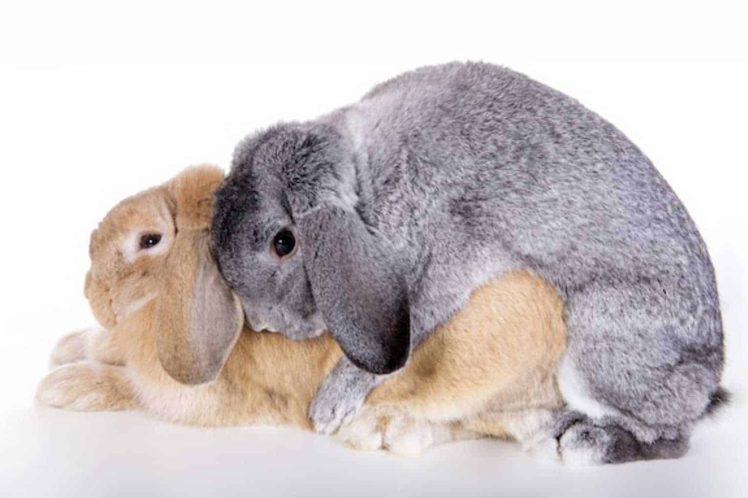 bunny sitting down