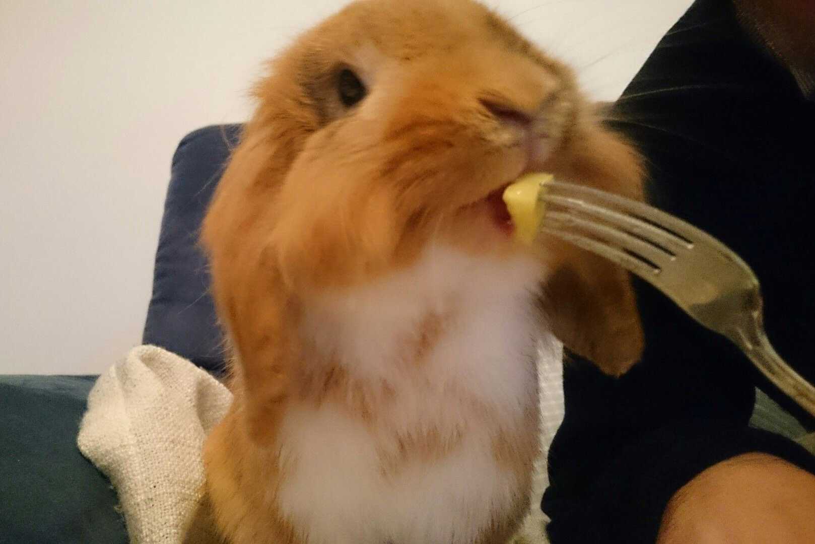 can bunnies have pineapple